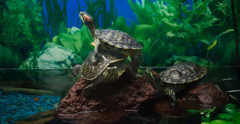 Кормление сухопутной черепахи в домашних условиях