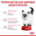 Royal Canin Kitten Корм сухой сбалансированный для котят в период второй фазы роста до 12 месяцев – интернет-магазин Ле’Муррр