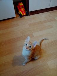 Пользовательская фотография №7 к отзыву на Royal Canin Kitten Корм сухой сбалансированный для котят в период второй фазы роста до 12 месяцев
